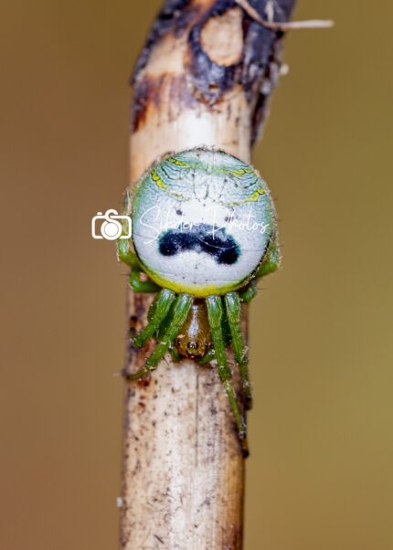 Macro of Insect