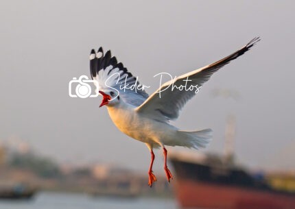 The Flying Seagull