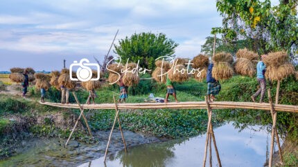 The Paddy Carrier