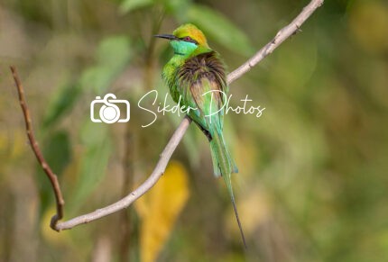 Green Bee-eater (Merops orientalis)