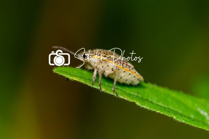 "Microscopic Marvel: A Tiny Insect Magnified in Stunning 1:1 Macro Detail!"