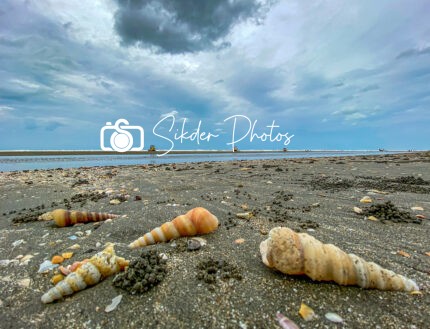 Tiny Treasures of the Tide