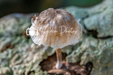 Jungle Mushroom and the Ant
